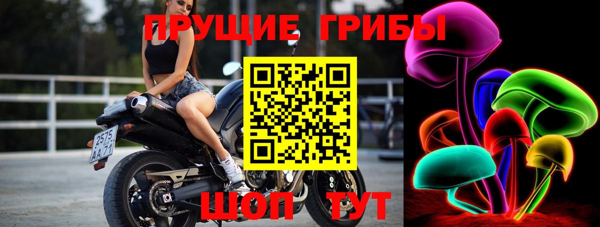 Пугачёв  Галлюциногенные грибы Psilocybine cubensis  Вход с VPN 